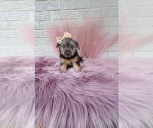 Yorkshire Terrier Puppy for sale in INDIANAPOLIS, IN, USA