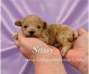Poodle (Toy) Puppy for Sale in WINNSBORO, Louisiana USA