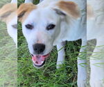 Small #2 Labrador Retriever Mix