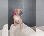 Small Photo #3 Boxer Puppy For Sale in NILES, MI, USA
