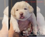 Small Photo #47 Labrador Retriever Puppy For Sale in POCAHONTAS, IL, USA