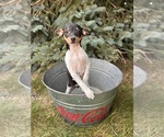Small #2 Rat Terrier
