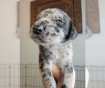 Small Photo #49 Daniff-Neapolitan Mastiff Mix Puppy For Sale in MONTEVIEW, ID, USA