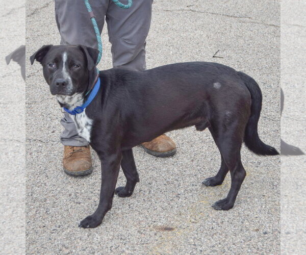 Medium Photo #2 Mutt Puppy For Sale in Huntley, IL, USA