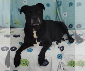 Labrador Retriever-Unknown Mix Dogs for adoption in Raleigh, NC, USA