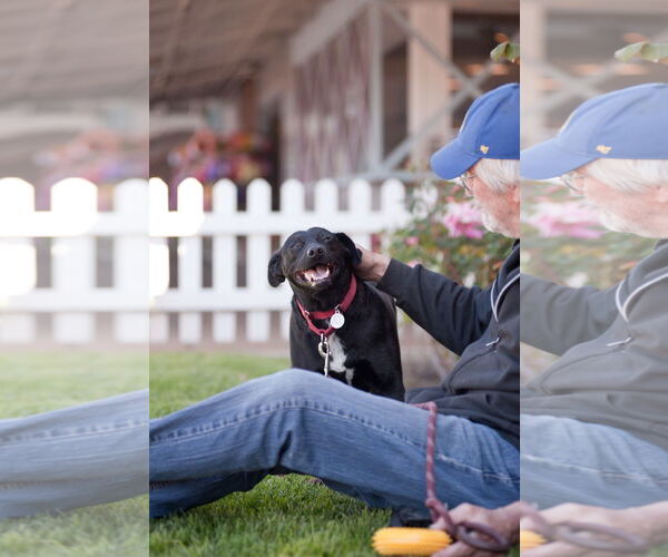 Medium Photo #21 Carolina Dog-Labrador Retriever Mix Puppy For Sale in San Jose, CA, USA