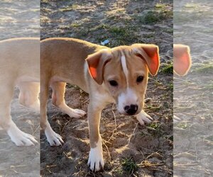 Labrador Retriever-Rat Terrier Mix Dogs for adoption in San Antonio, TX, USA