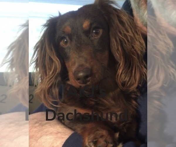 Medium Photo #4 Dachshund Puppy For Sale in CHARLOTTESVILLE, VA, USA