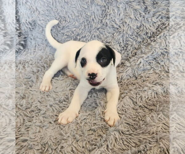 Medium Photo #2 Mutt Puppy For Sale in Fargo, ND, USA