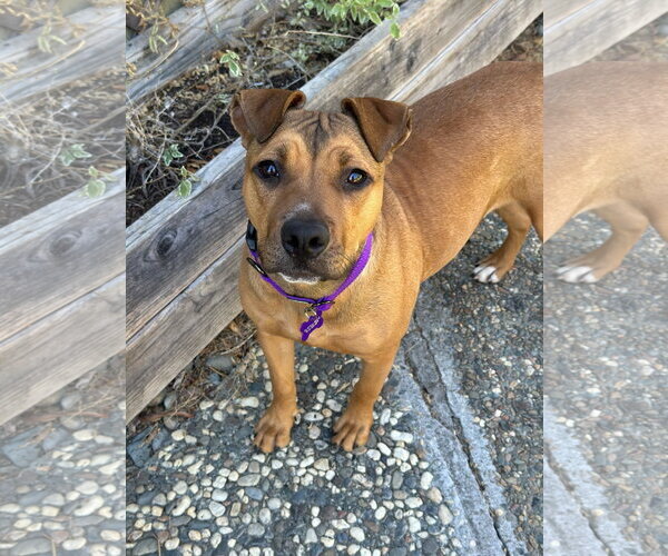 Medium Photo #4 American Pit Bull Terrier Puppy For Sale in Berkeley, CA, USA