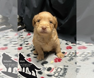 Double Doodle Puppy for sale in MONCLOVA, OH, USA