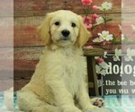 Small Photo #4 Goldendoodle Puppy For Sale in KARLSTAD, MN, USA