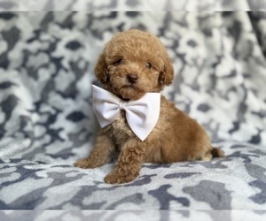 Cockapoo (Miniature) Puppy for sale in LAKELAND, FL, USA