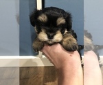 Small Photo #9 Mal-Shi Puppy For Sale in DES MOINES, WA, USA