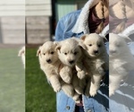 Small Photo #17 Miniature American Eskimo Puppy For Sale in OREGON CITY, OR, USA