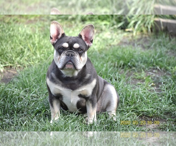 Medium Photo #1 French Bulldog Puppy For Sale in Dombrad, Szabolcs-Szatmar-Bereg, Hungary