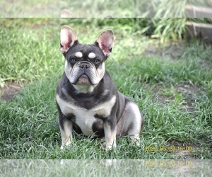 Mother of the French Bulldog puppies born on 10/18/2022