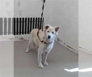 Siberian Husky Dogs for adoption in San Bernardino, CA, USA