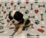 Small Photo #20 Shih Tzu Puppy For Sale in LITHONIA, GA, USA