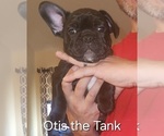 Puppy Otis French Bulldog