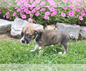 Boglen Terrier Puppy for Sale in BLOOMINGTON, Indiana USA