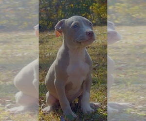 American Bully-American Staffordshire Terrier Mix Puppy for sale in STOCKBRIDGE, GA, USA