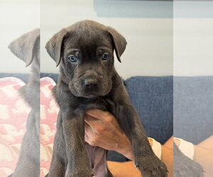 Labrador Retriever-Unknown Mix Dogs for adoption in San Diego, CA, USA