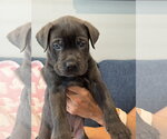 Charlotte's Puppy Noah - Male Labrador Retriever-Unknown Mix Dog for Adoption - Small photo