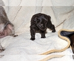 Small Photo #6 Schnauzer (Miniature)-Schnauzer (Standard) Mix Puppy For Sale in ALAMOSA, CO, USA
