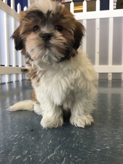 Zuchon Puppy for sale in SPARKS, NV, USA