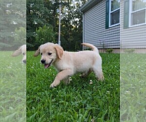 Golden Retriever Puppy for sale in RUTLEDGE, MO, USA