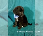 Small #20 Labradoodle-Miniature Australian Shepherd Mix