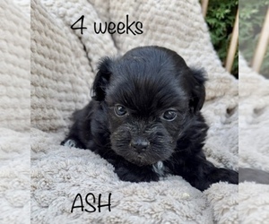 ShihPoo Puppy for sale in CLARE, MI, USA