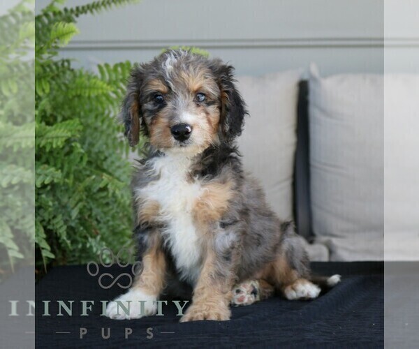 Medium Photo #4 Bernedoodle (Miniature) Puppy For Sale in NARVON, PA, USA