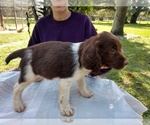 Small Photo #9 Brittany Puppy For Sale in FORT MC COY, FL, USA