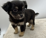 Small Photo #2 Chorkie Puppy For Sale in SAINT AUGUSTINE, FL, USA