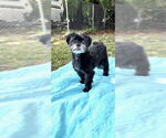 Small #5 Shih Tzu