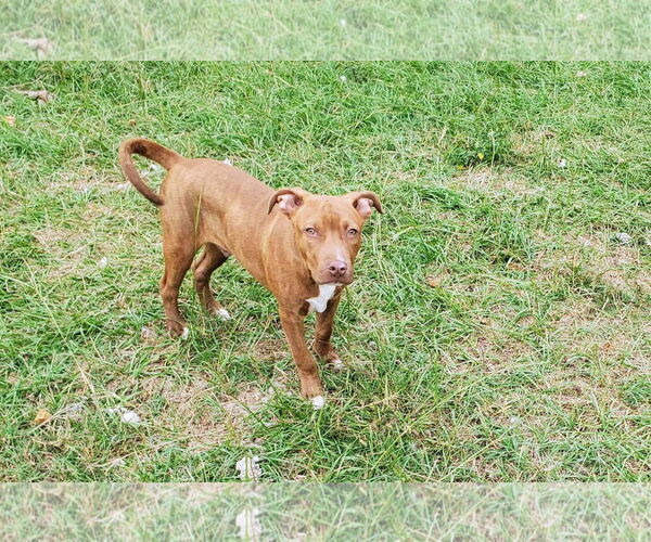 Medium Photo #1 American Staffordshire Terrier Puppy For Sale in Holly Springs, NC, USA
