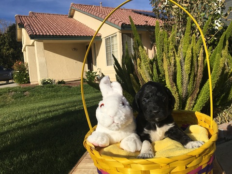 Medium Photo #1 Australian Labradoodle Puppy For Sale in REDLANDS, CA, USA