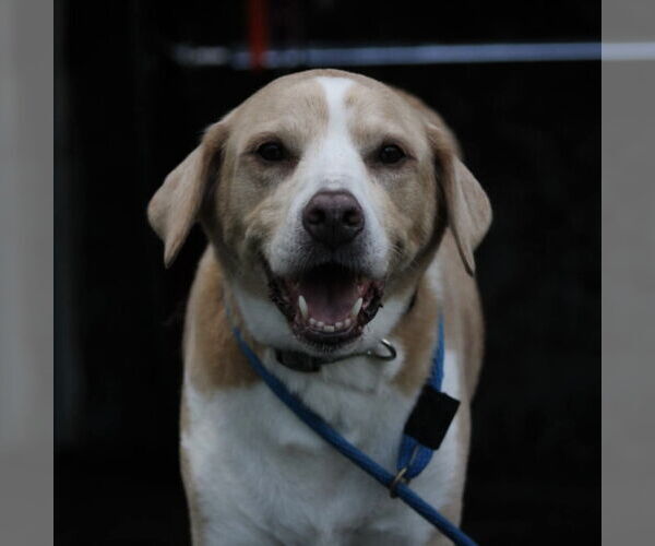 Medium Photo #5 Labrador Retriever-Unknown Mix Puppy For Sale in Germantown, OH, USA