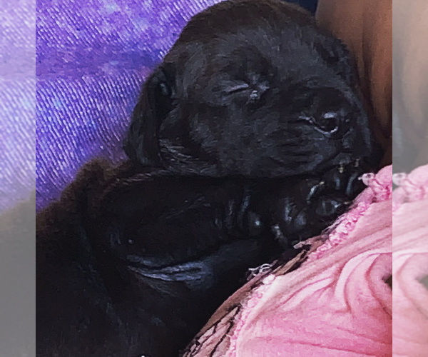 Medium Photo #99 Boerboel Puppy For Sale in LAS CRUCES, NM, USA