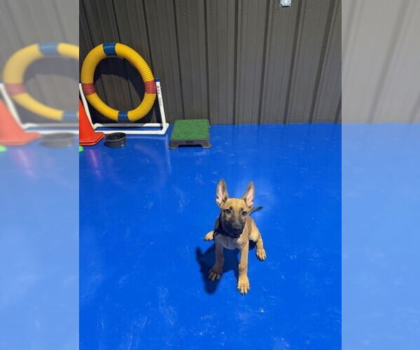 Medium Photo #1 Mutt Puppy For Sale in Imlay City, MI, USA