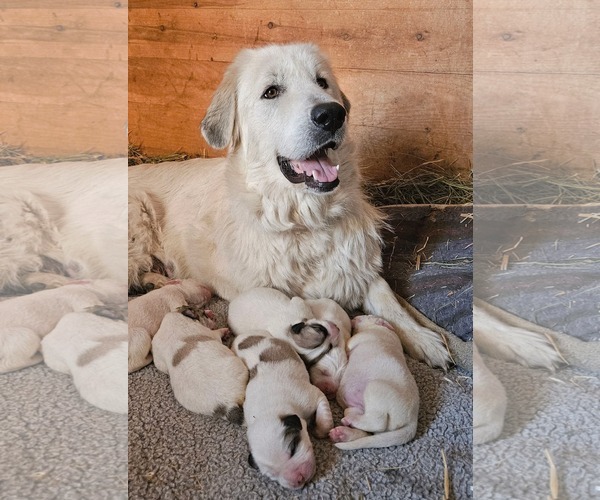 Medium Photo #3 Great Pyrenees Puppy For Sale in Missoula, MT, USA