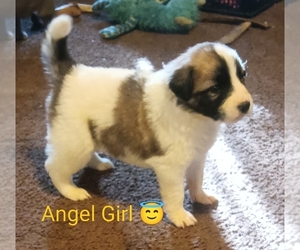 German Shepherd Dog-Great Pyrenees Mix Puppy for sale in JONESBORO, GA, USA