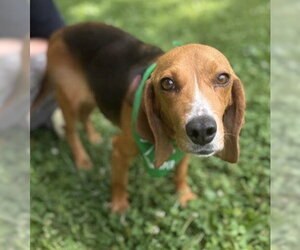 Beagle-Unknown Mix Dogs for adoption in Warrenton, VA, USA