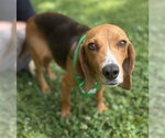 Small Beagle Mix