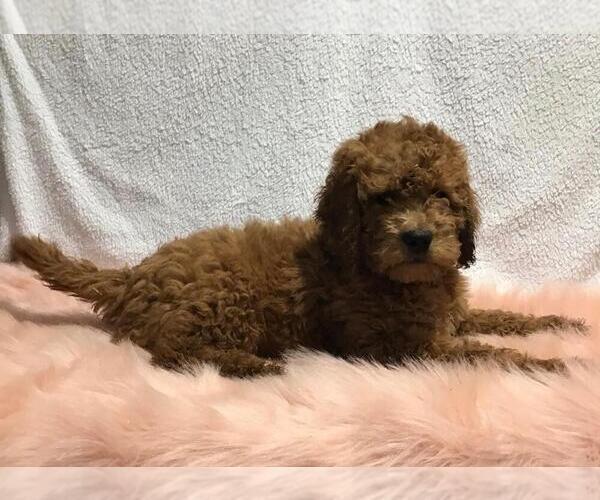 Medium Photo #3 Goldendoodle (Miniature) Puppy For Sale in FREDERICKSBG, OH, USA