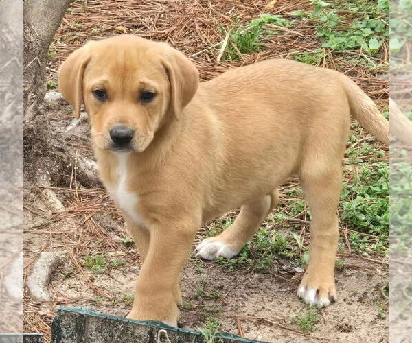 Medium Photo #1 Labrador Retriever-Unknown Mix Puppy For Sale in Alexander, AR, USA