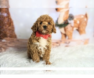 Poodle (Toy) Puppy for sale in WARSAW, IN, USA
