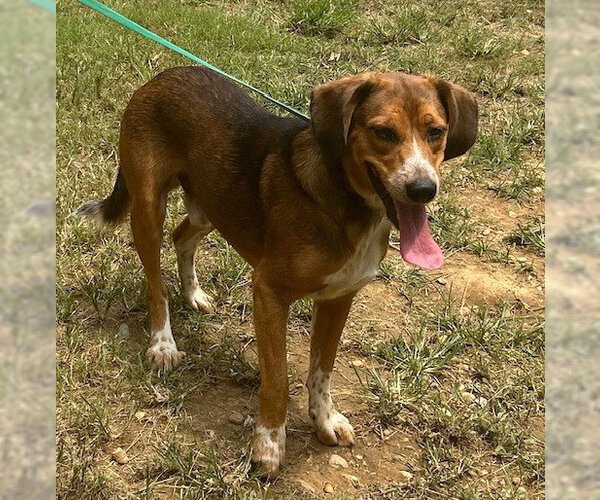 Medium Photo #3 Beagle-Unknown Mix Puppy For Sale in Wetumpka, AL, USA